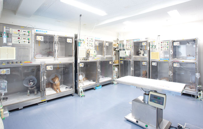 広島市 ペット動物病院 手術・入院の動物管理は獣医師が行います