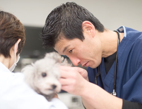 広島市 あさ動物病院 専門獣医師