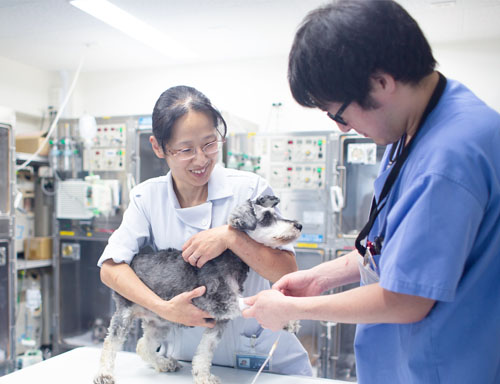 広島市 動物病院 動物看護による定期処置